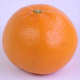 佐賀JAからつ産温室せとか【赤秀品】 6玉化粧箱入