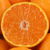 愛知産蒲郡または伊良湖温室みかん【赤秀品】産地化粧箱入「糖度12度以上」