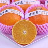 愛媛産紅まどんな【赤秀品】6玉化粧箱入