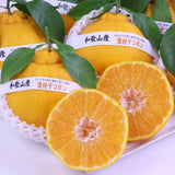 和歌山産AQ(有田クオリティ)葉付デコポン「赤秀品」産地箱入