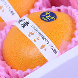 愛媛中央産 せとか【赤秀品】 6玉化粧箱入