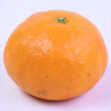 愛媛産カラマンダリン「中島便り」 最高等級【匠と極】産地化粧箱入