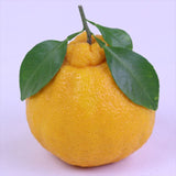 和歌山産AQ(有田クオリティ)葉付デコポン「赤秀品」産地箱入