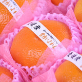 愛媛産宮内いよかん【赤秀品】9玉化粧箱入