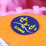 愛媛中央産 せとか【赤秀品】 6玉化粧箱入