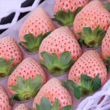 福岡産 あまおうDX&奈良産 淡雪 アソート