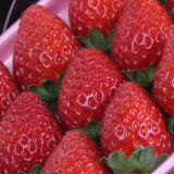 和歌山産まりひめ【秀品】2P化粧箱入