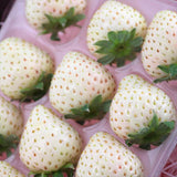 奈良産真珠姫 デラックス化粧箱入