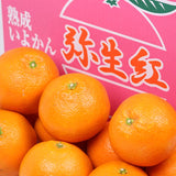 愛媛産熟成いよかん「弥生紅(やよいべに)」【赤秀品】 10キロ産地箱入