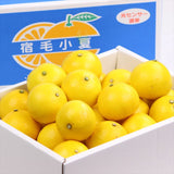 箱サイズ未入力高知産宿毛小夏(すくもこなつ)【秀品】 5㎏産地箱入