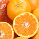 山口産ゆめほっぺ(せとみ柑橘)【秀品】 2.5㎏化粧箱入