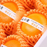 山口産ゆめほっぺ(せとみ柑橘)【秀品】 2.5㎏化粧箱入