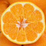 和歌山産・愛媛産など はるみ【赤秀品】5キロ産地箱入