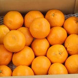 和歌山産・愛媛産など はるみ【赤秀品】5キロ産地箱入