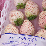静岡産クラウンメロン・奈良産『パールホワイト』アソート