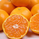 有田産 味一α(アルファー) 【秀品】Mサイズ 48玉入