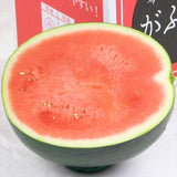 鳥取産東伯黒皮スイカ がぶりこすいか 【秀品】1玉産地箱入 11㎏
