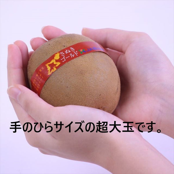 香川産さぬきゴールド【黄様(おうさま)】大玉5Lサイズ産地化粧箱入