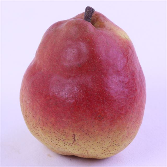 山形産カリフォルニア【特秀品】9玉化粧箱入