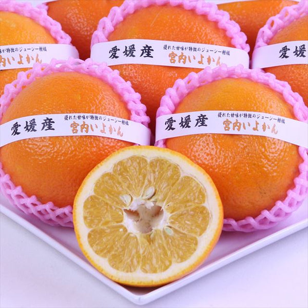 愛媛産宮内いよかん【赤秀品】6玉化粧箱入