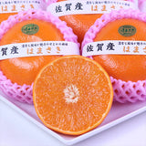 佐賀産はまさき 【赤秀品】6玉入化粧箱