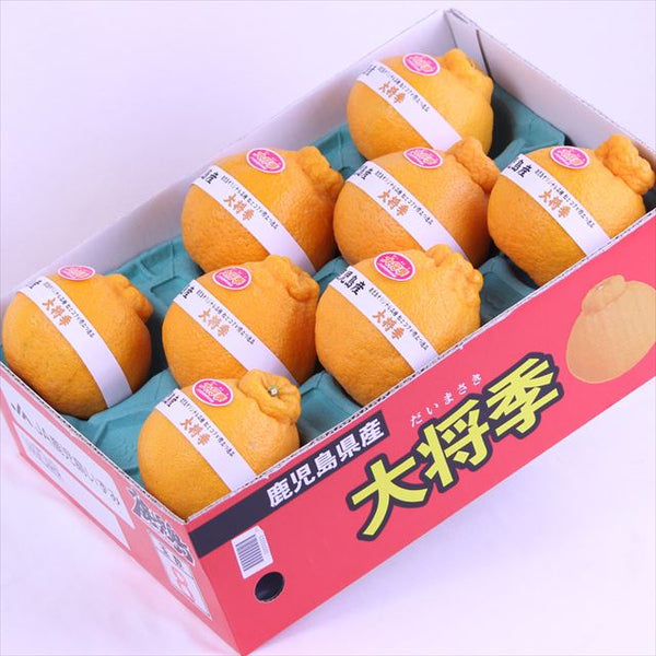 鹿児島産「温室」大将季(だいまさき)【秀品】3キロ産地化粧箱入