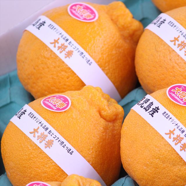 鹿児島産「温室」大将季(だいまさき)【秀品】3キロ産地化粧箱入
