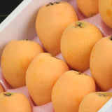 【6月販売】香川産　陽玉(ようぎょく)びわ　【赤秀品】 産地化粧箱入