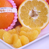 愛媛産宮内いよかん【赤秀品】6玉化粧箱入