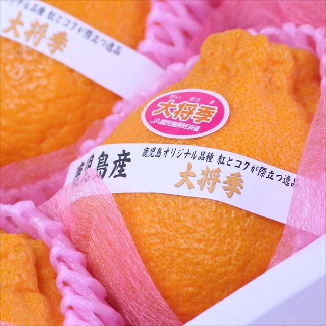 鹿児島産「露地」大将季(だいまさき)【赤秀品】6玉化粧箱入