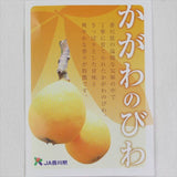 【5月販売】香川産　陽玉(ようぎょく)びわ　【赤秀品】 産地化粧箱入
