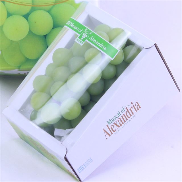 【7月販売】岡山産マスカットオブアレキサンドリア【特秀品】　1房化粧箱入