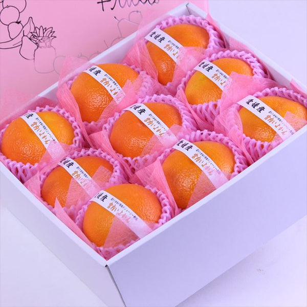 愛媛産宮内いよかん【赤秀品】9玉化粧箱入