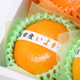 冬のおいしい柑橘セット 1月ver.　A