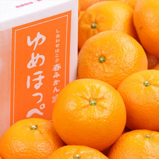 山口産ゆめほっぺ(せとみ柑橘)【秀品】 2.5㎏化粧箱入