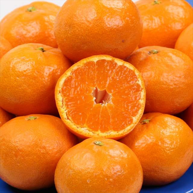 長崎産西海みかん「味っ子」高糖度13度以上【秀品】15玉～24玉入