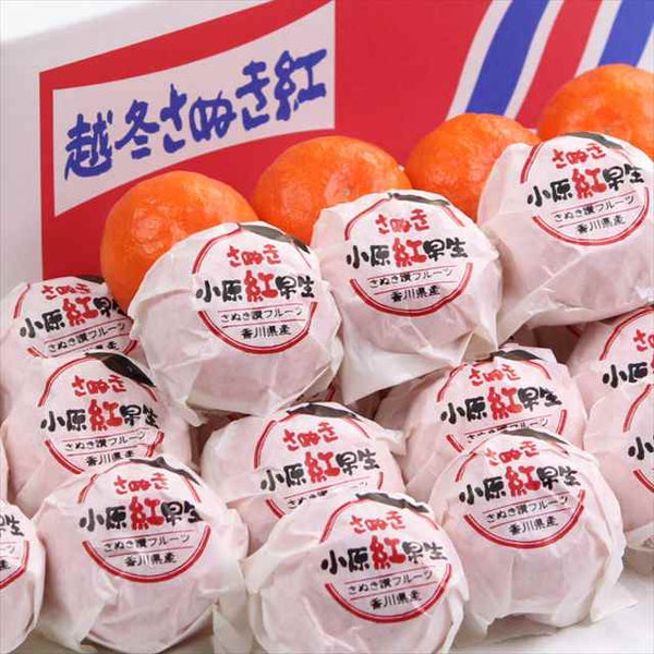 香川県オリジナル品種【越冬さぬき紅みかん】 3ｷﾛ　約40玉入