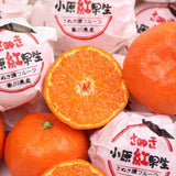 香川県オリジナル品種【越冬さぬき紅みかん】 3ｷﾛ　約40玉入