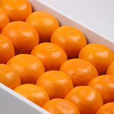 有田産　味一α(アルファー)　【秀品】Mサイズ 48玉入