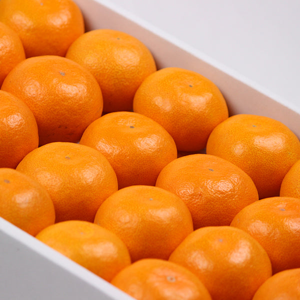 有田産　味一α(アルファー)　【秀品】Mサイズ 48玉入