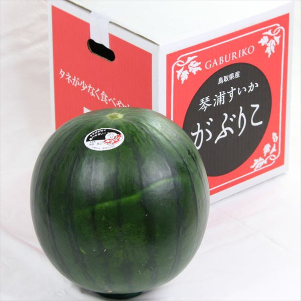鳥取産東伯黒皮スイカ　がぶりこすいか　【秀品】1玉産地箱入 11㎏